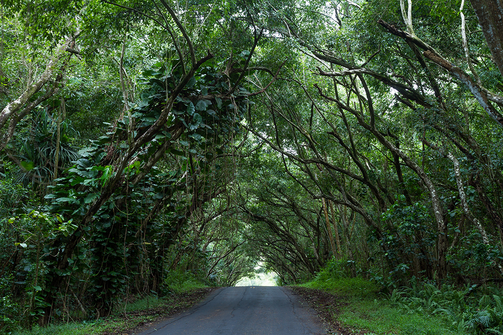 Hawaii - 062.jpg